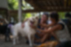 Volunteers petting dog in healing centre