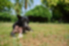 black old dog laying on the grass