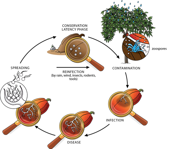 schéma-sud-cacao-infection-dessin-pédagogique-plaisis minuscules-illustration-bruxells