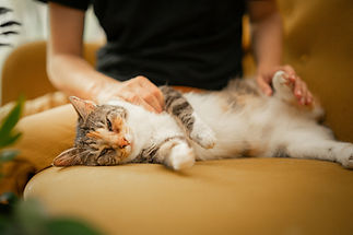 domestic cat cuddling up to human on cozy sofa_edited.jpg