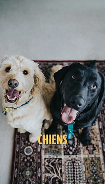 Votre texte de paragraphe.png