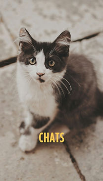 Votre texte de paragraphe.jpg