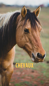 Votre texte de paragraphe (1).jpg