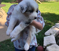 pupppy.jpg