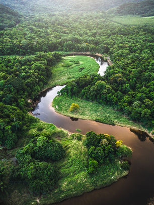 75% Of The Amazon Rainforest Is On The Verge Of Reaching The Tipping Point. 