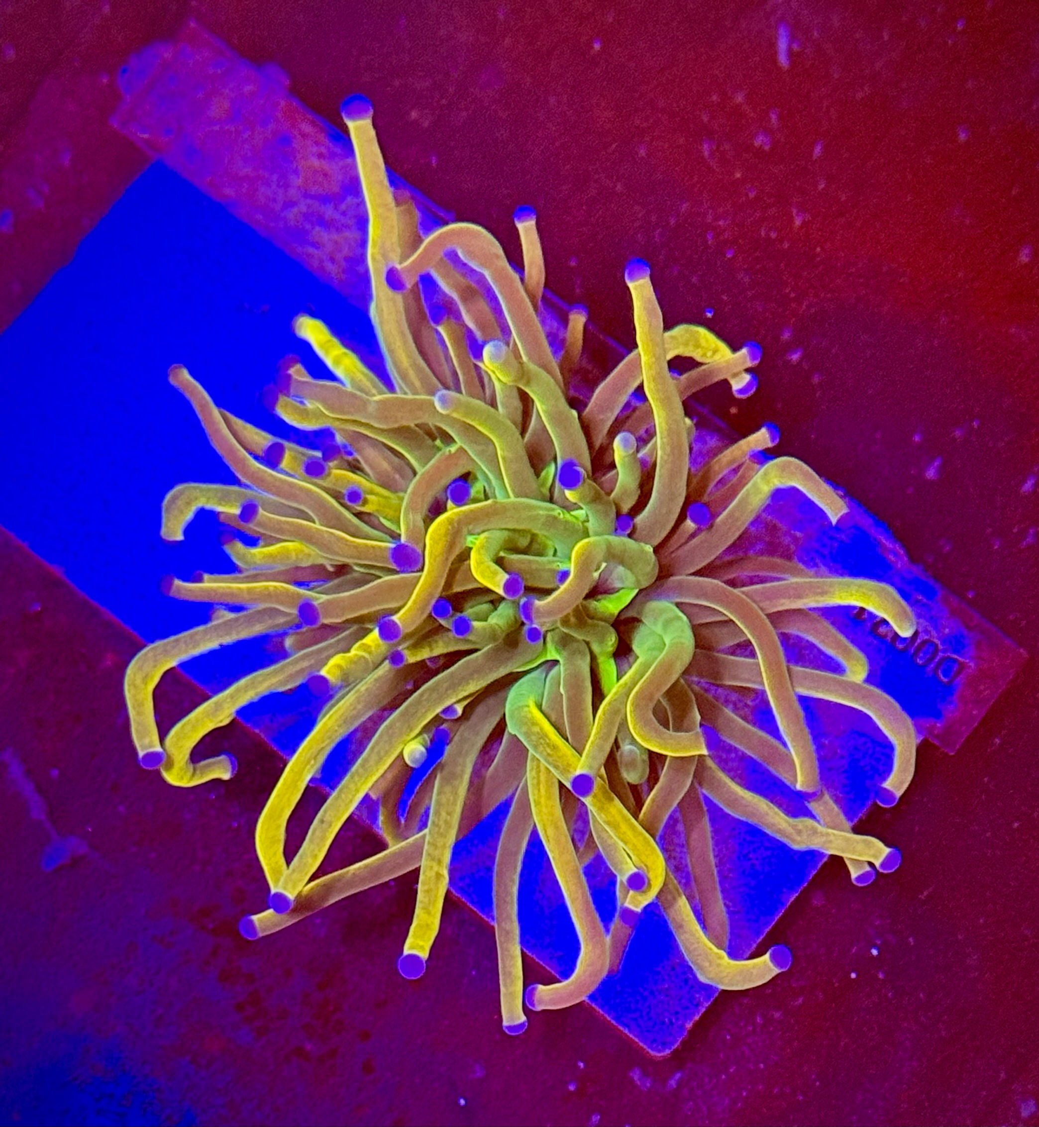 Euphyllia Torch Holy Grail 1 head