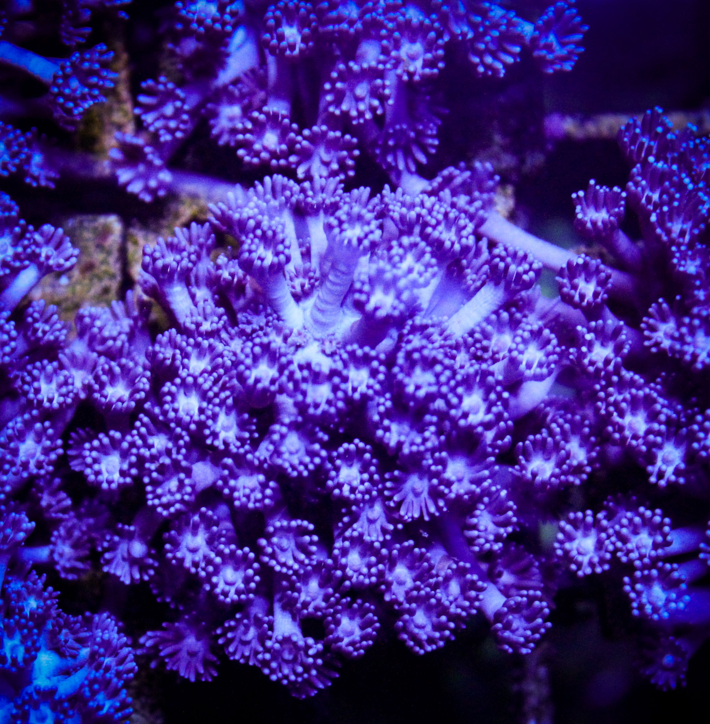 Goniopora Purple 