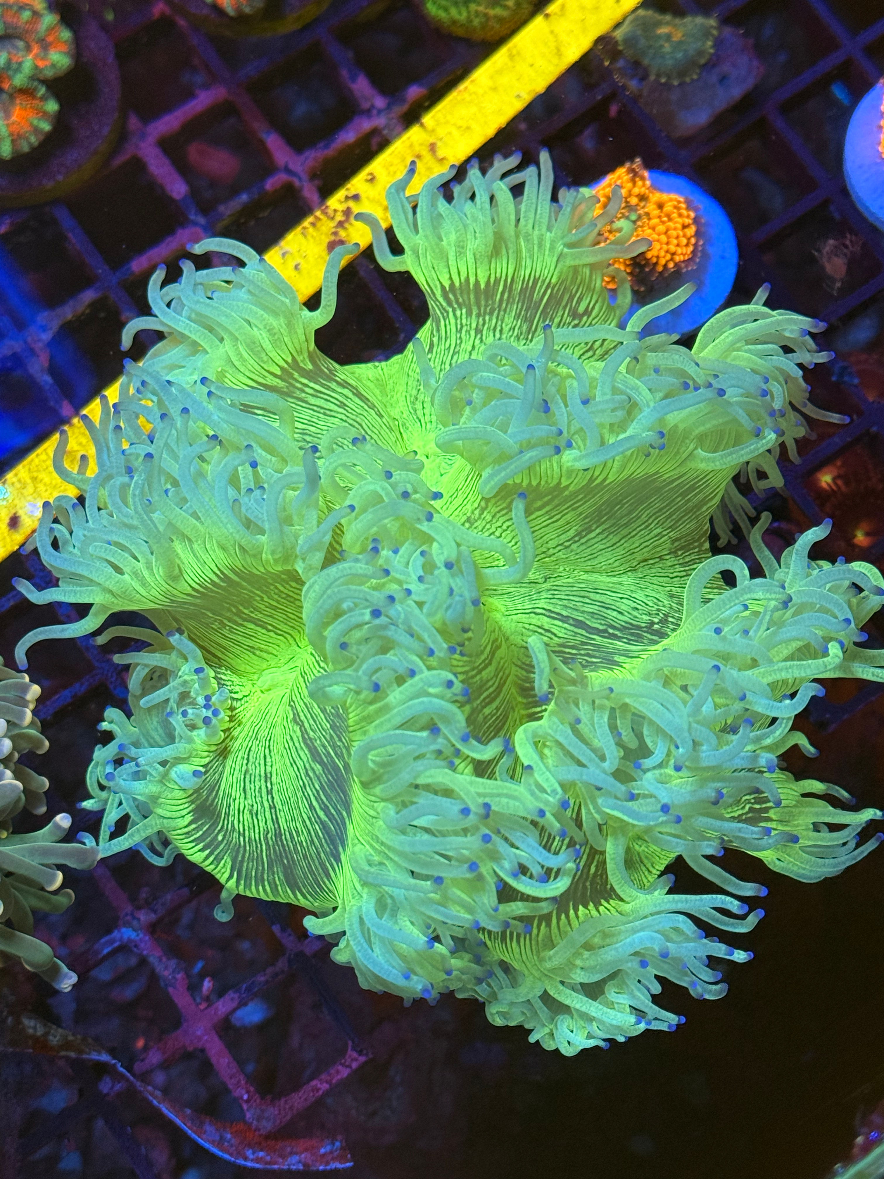 Catalaphyllia Jardinei Ultra Nuclear Green Blue Tips
