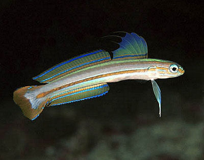 Ptereleotris tricolor