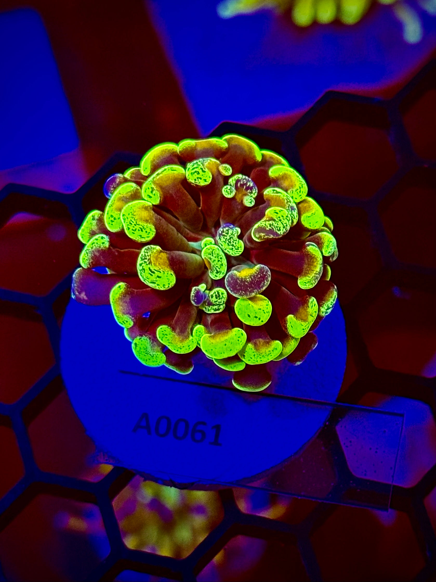 Euphyllia Parancora Toxic Green Grafted 1 head
