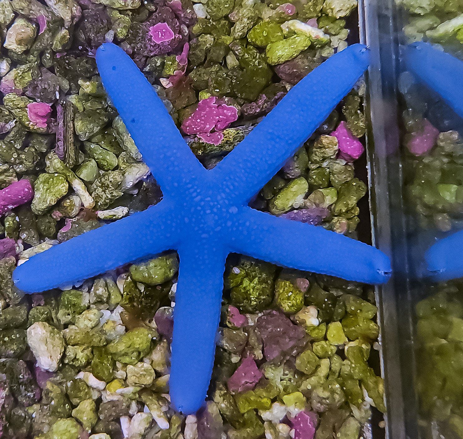 Linckia laevigata Azul