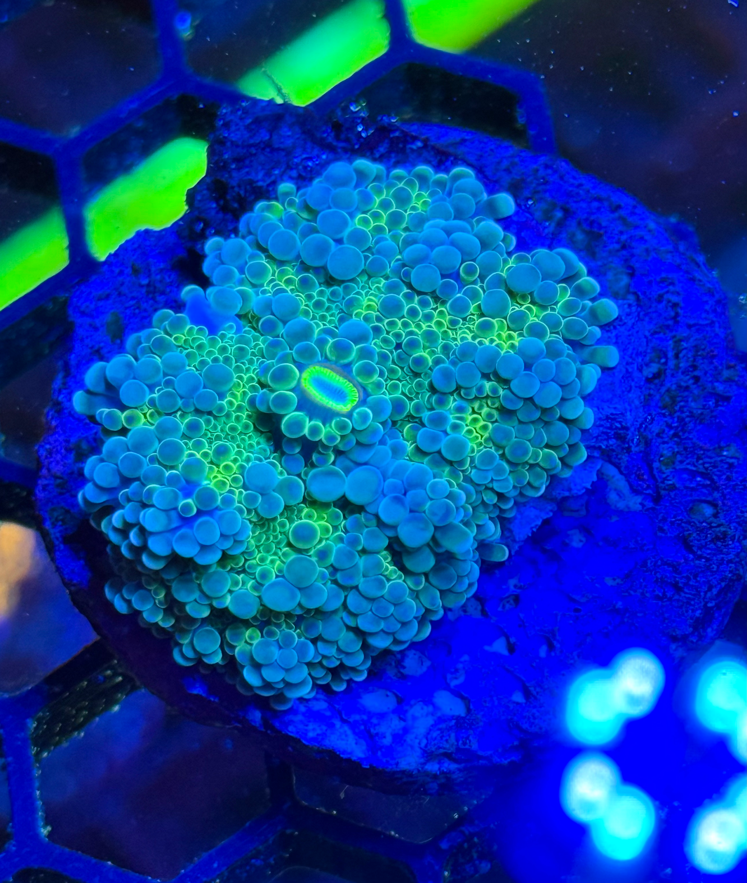 Ricordia Yuma Ultra green