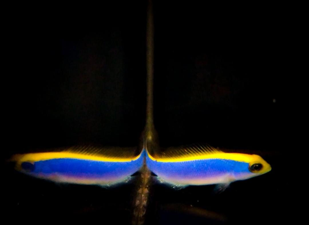 Pseudochromis Flavivertex