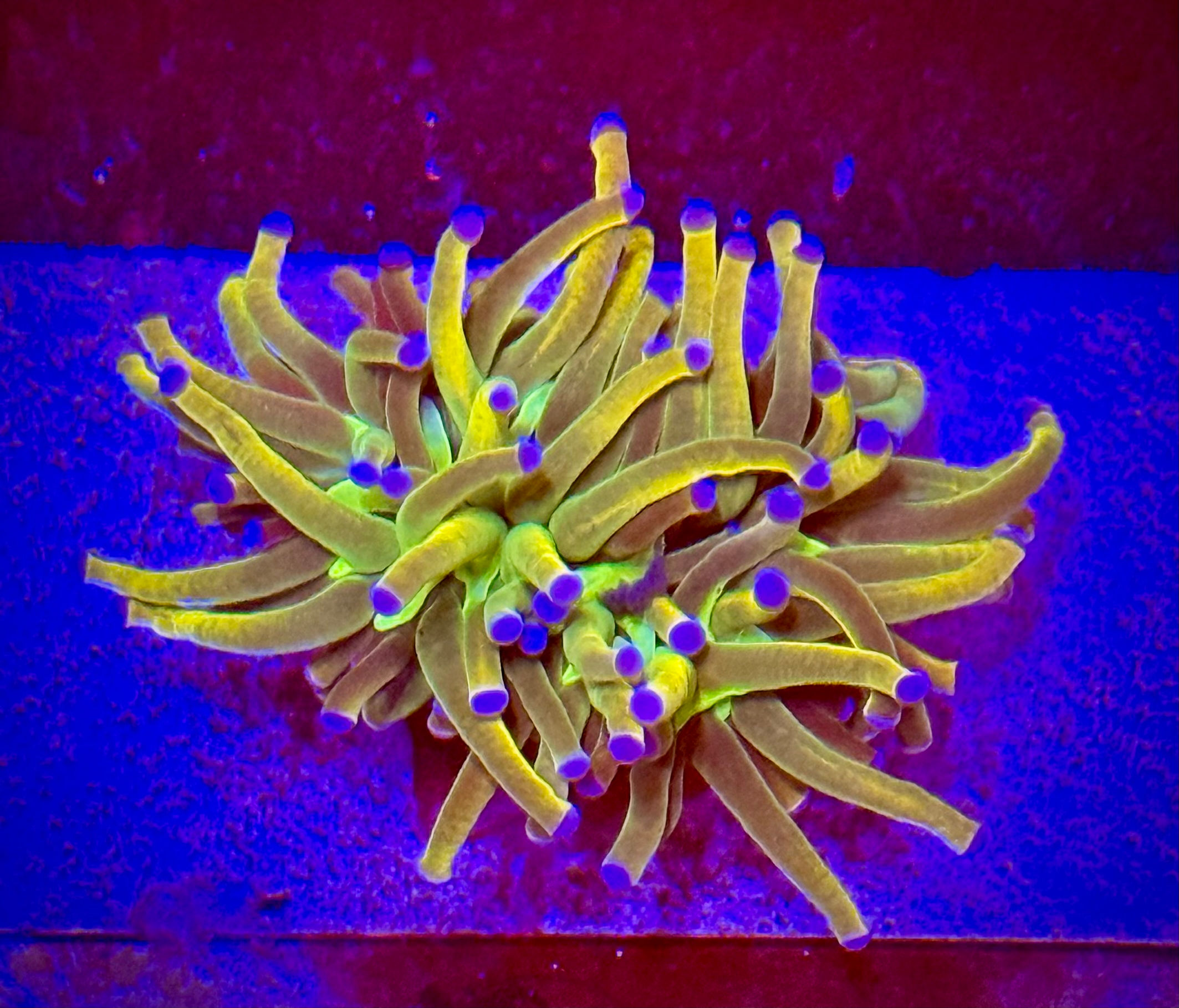 Euphyllia Torch Holy Grail 1 head