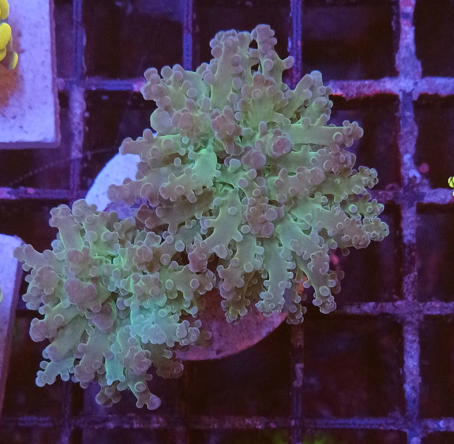 Euphyllia Yaeyamaensis Green - 2 heads WYSIWYG 