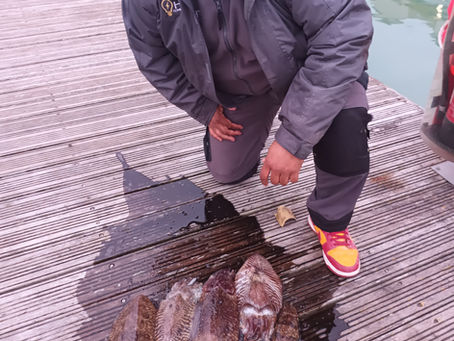 Brighton Inshore Fishing - Cuttle fishing report 5th May 2026