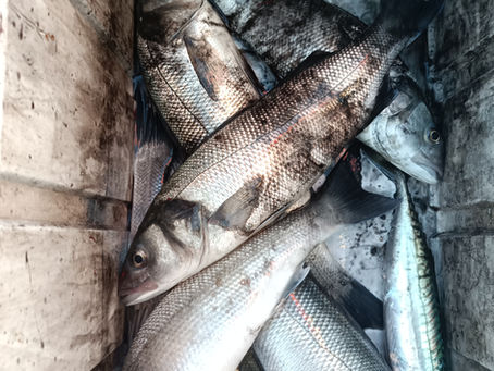 Brighton Inshore Fishing - Catch report 21st November 2025