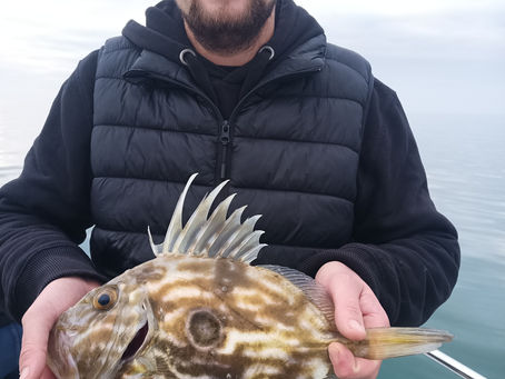 Brighton Inshore Fishing - Catch report 10th November 2024
