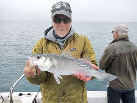 Brighton Inshore Fishing - Catch report 6th November 2024