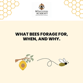 What bees forage for.png
