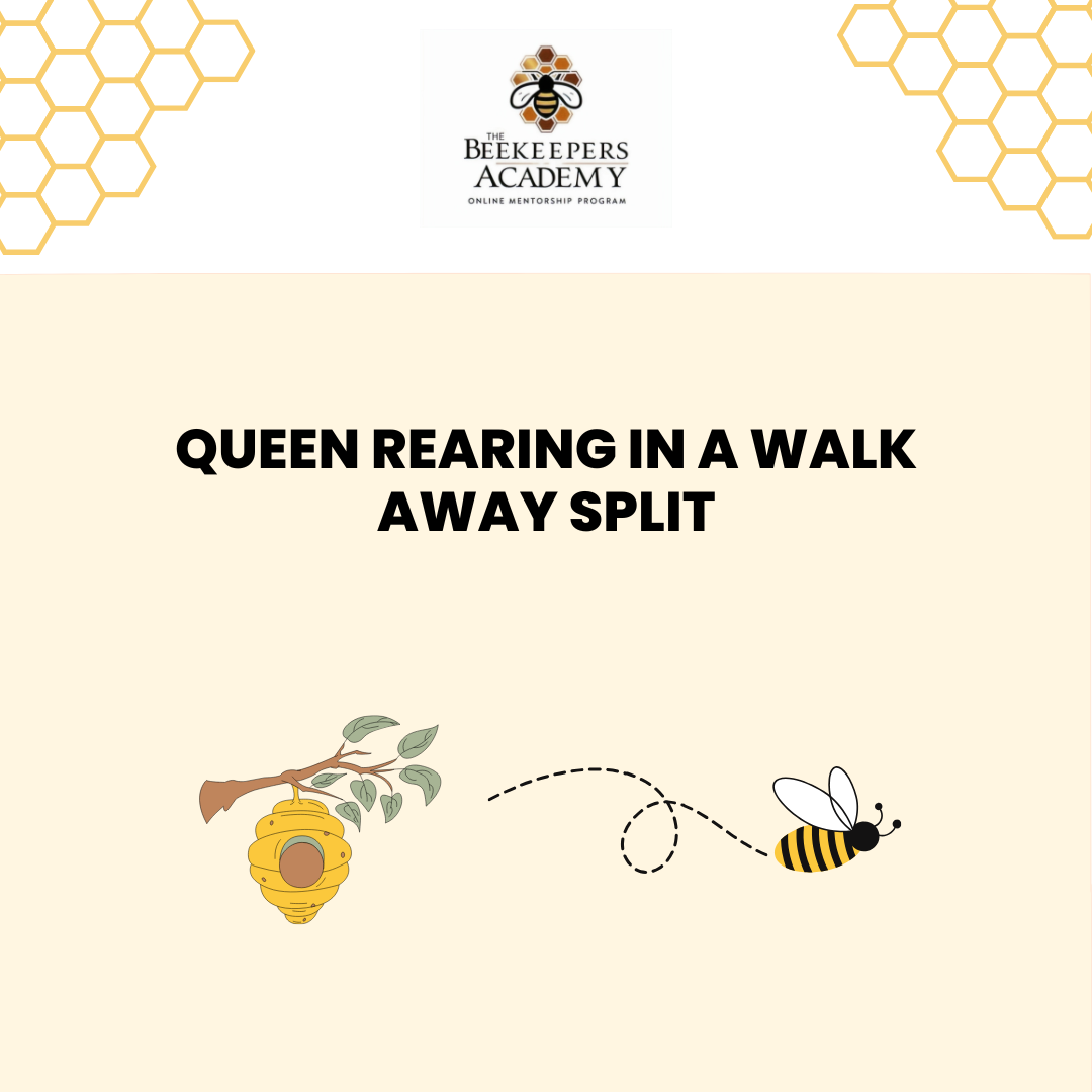 Queen Rearing in a Walkaway Split