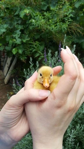 Learn Greek online, Greek courses, Greek lessons, apprendre le grec en ligne, aprender griego, how to learn Greek, Greek learning for beginners, Greek language, ancient greek, learn ancient greek, ancient greek lessons,  cours de grec