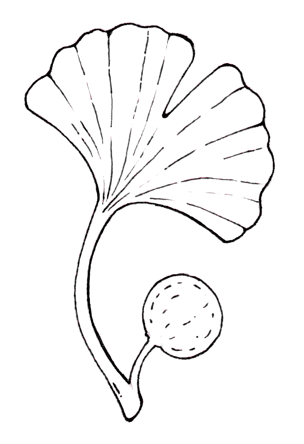 Casa Ginkgo