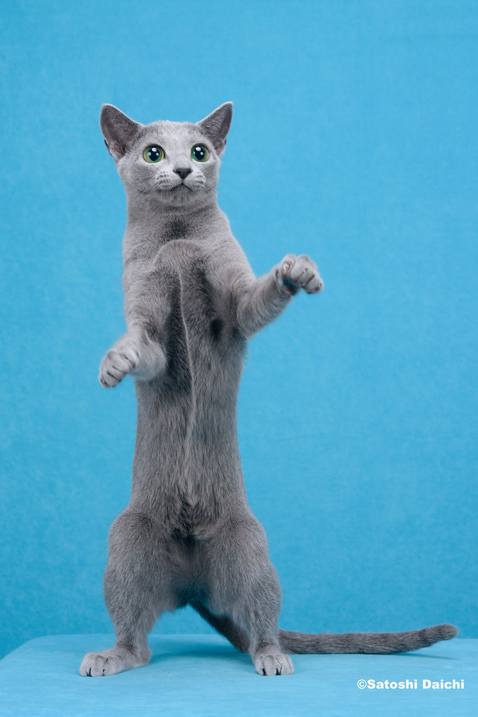 ロシアンブルー様⁎⁺˳ 引退した猫たち | Cattery Silver Tip | ロシアンブルーブリーダー