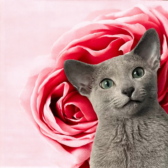 ブログ | Cattery Silver Tip | ロシアンブルーブリーダー