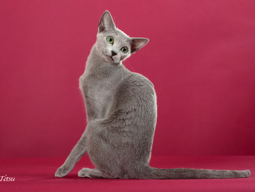 ラリーサ　プロフィール