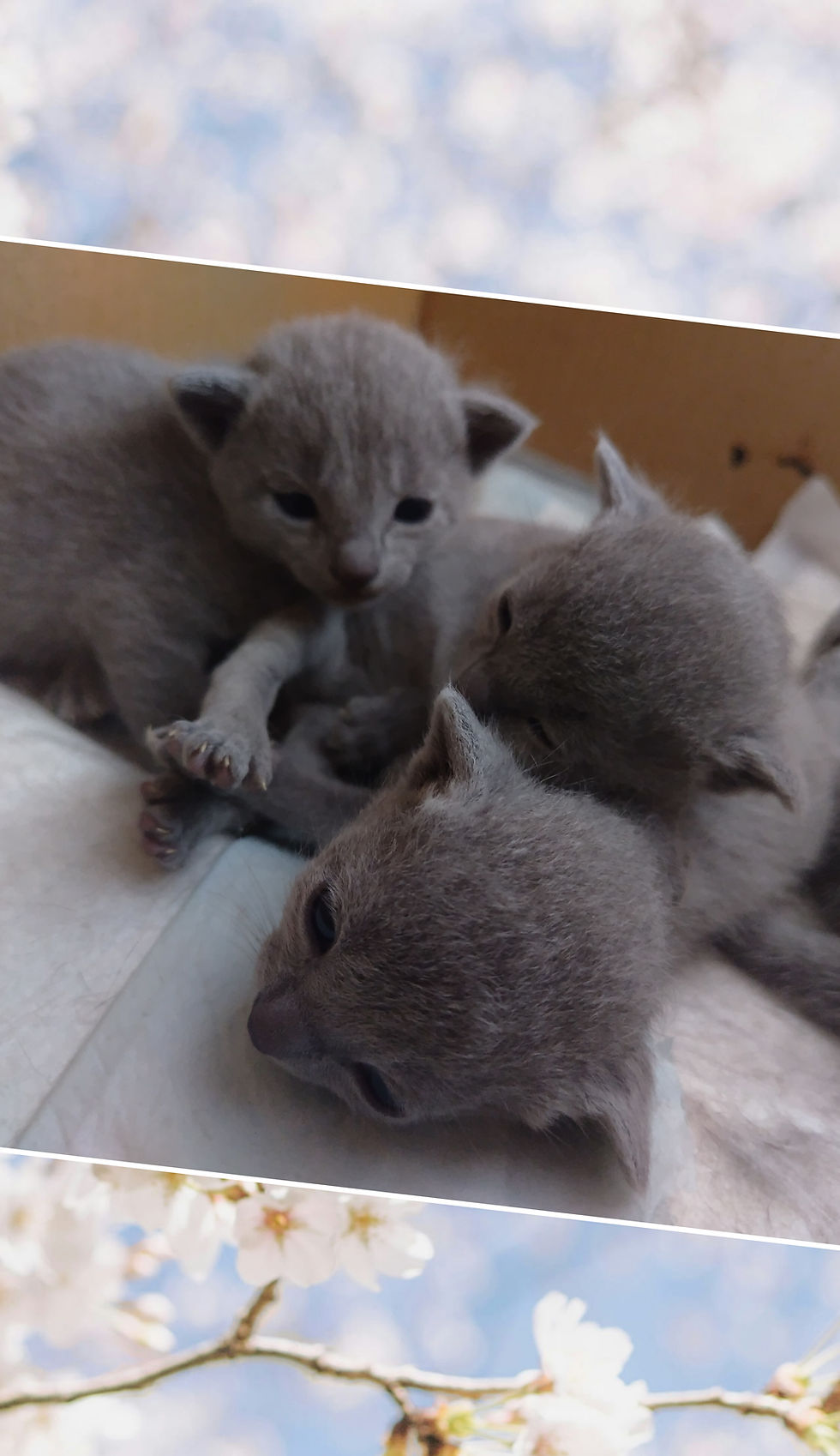 ラリーサの子猫達も目が開いてきました (ママ遊び中)