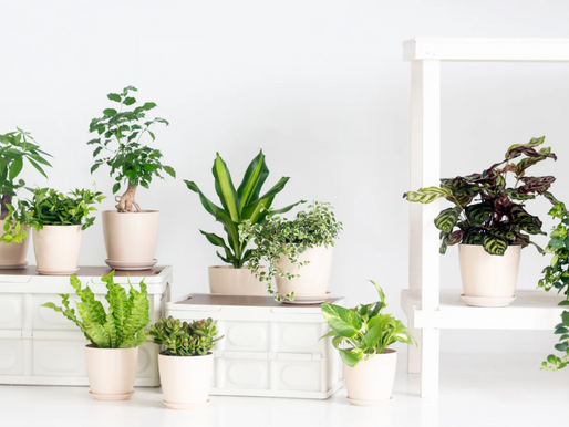 Best House Plants for Lazy Plant Parents