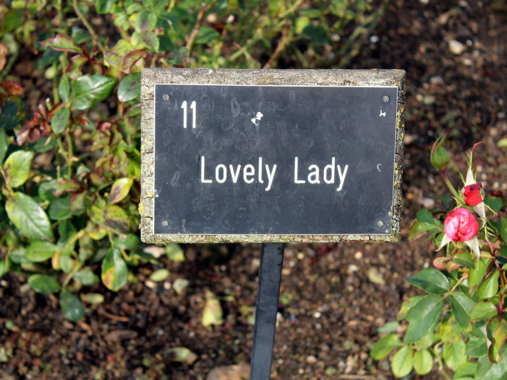 Lovely Lady - 2019