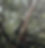 Big Tree.jpg
