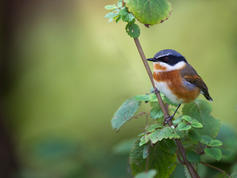 cape-batis-sudafricajpeg