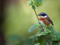 cape-batis-sudafricajpeg