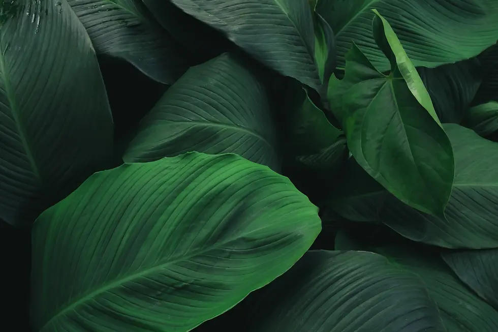 large-foliage-of-tropical-leaf-with-dark-green-texture-abstract-nature-background.webp