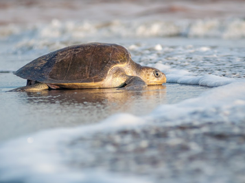 Comienza la liberación de tortugas en Puerto Vallarta
