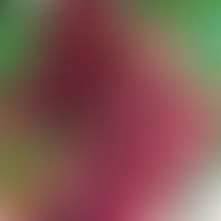 Inicia exportación de uva de Sonora a Corea del Sur