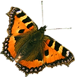 Orange Butterfly 2