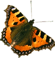 Papillon "Petite tortue"