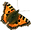 Orange Butterfly 2