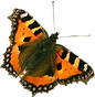 Orange Butterfly 2
