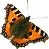 Oranje Vlinder 2