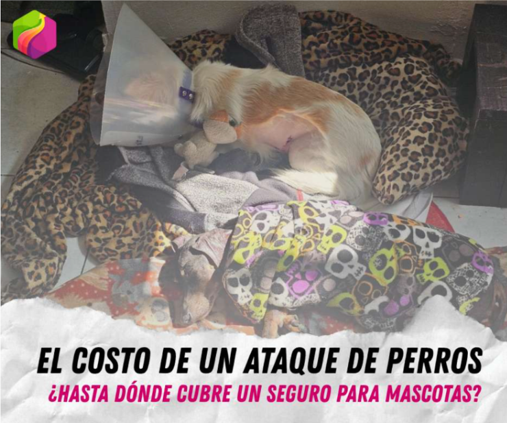 Día de Perros: el costo económico y emocional de cuando atacan a tu mejor amigo