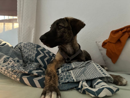 Bin ich bereit für einen Hund