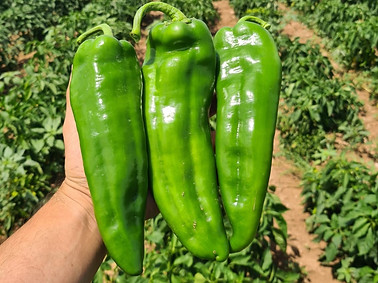 Chile Topacio Closeup.jpg