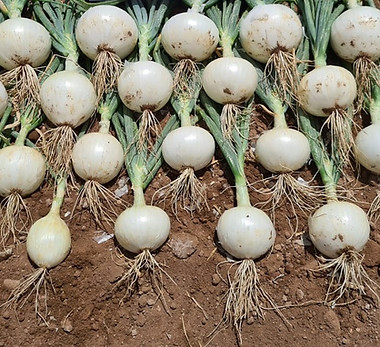 Cebolla Florentina Jaime 1 Edited.jpg