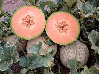 Ropey King Cut Open on Field Benny 1_edited.jpg