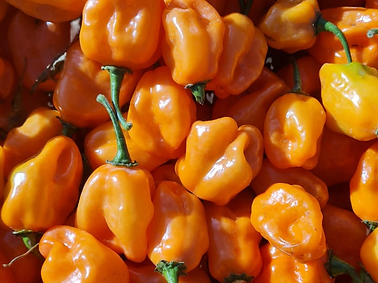 Chile Habanero Megalodon Close Up 2022_edited.png